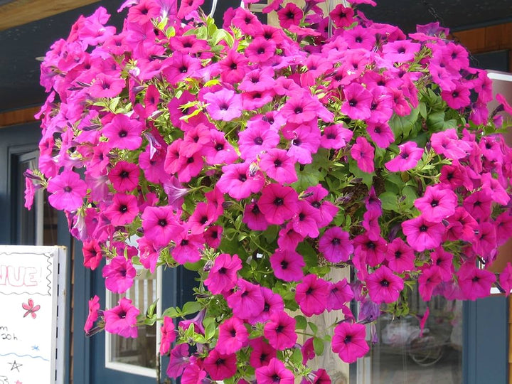 Giant Pink Petunia Flower Seeds – Heirloom Non-GMO High Germination Organic Garden Seeds for Planting