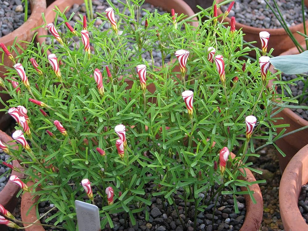 Oxalis Versicolor Flower Seeds Red White – Heirloom, Non-GMO, High Germination Seeds