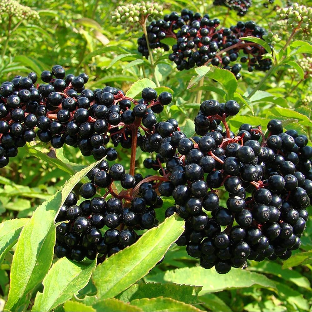 azure huckleberry flower seeds