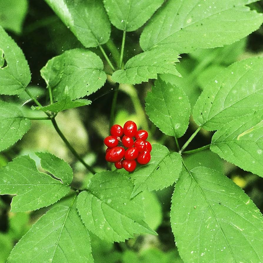 american ginseng flower seeds