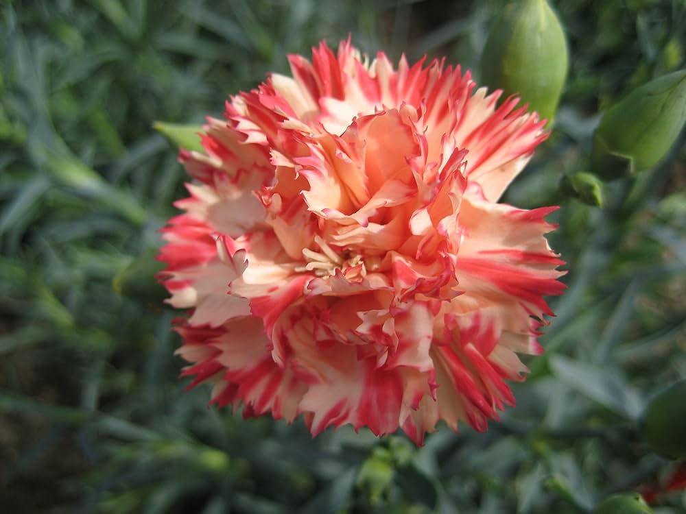 orange garofano flower seeds