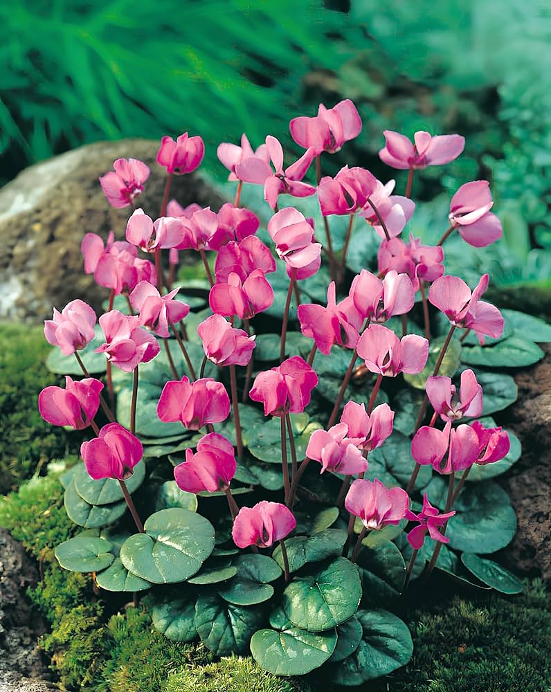 Cyclamen Flower Seeds Pink – Heirloom Non-GMO High Germination Seeds
