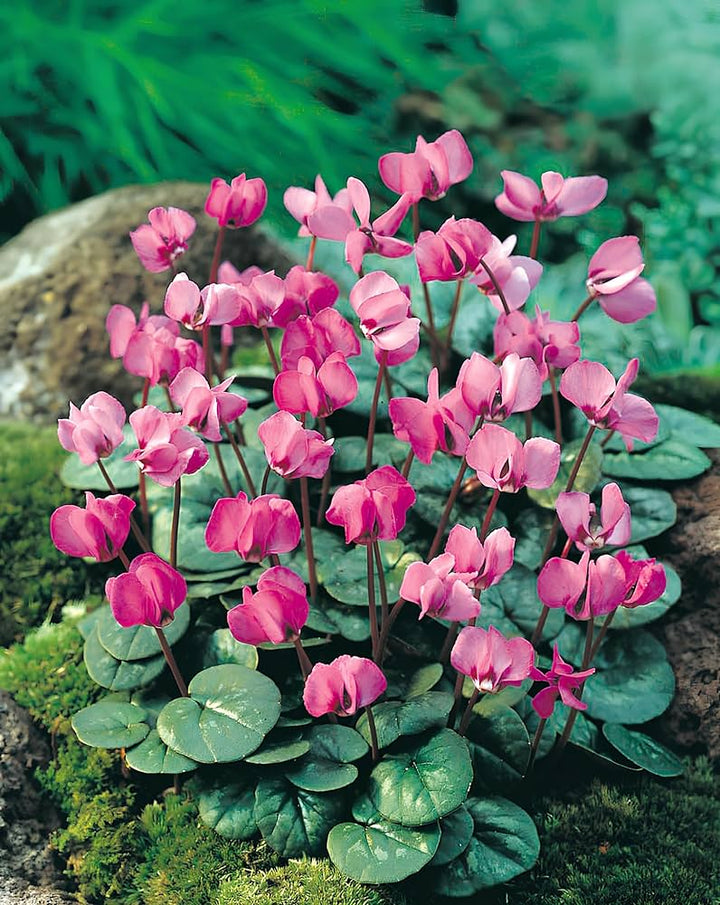 Cyclamen Flower Seeds Pink – Heirloom Non-GMO High Germination Seeds