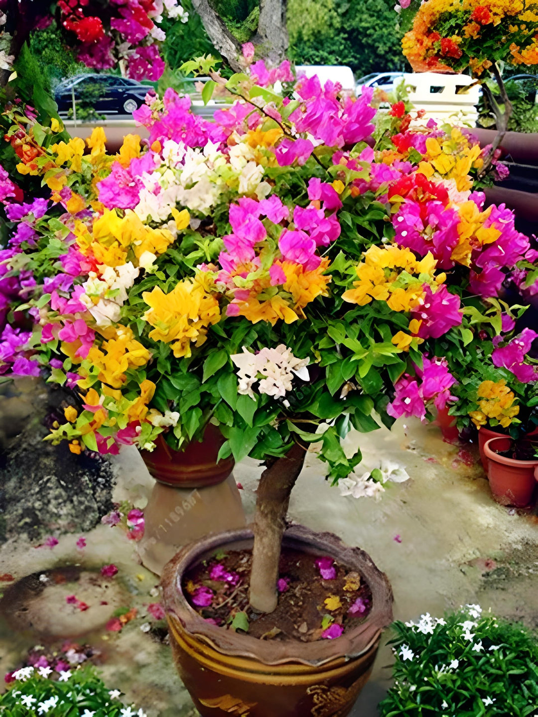 Semillas de flores de Buganvilla Spectabilis mixta – Semillas tradicionales, sin OMG