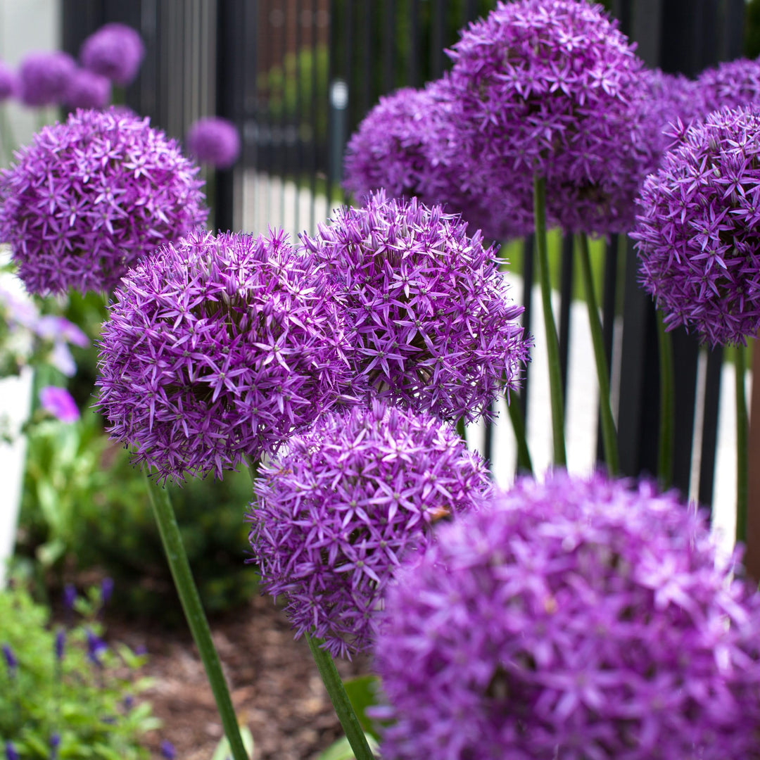 Allium giganteum Flower Seeds – Heirloom Non-GMO High Germination Organic Seeds