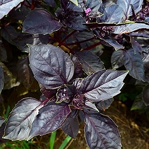 Purple Dark herb seeds