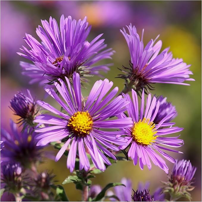 england aster flower seeds