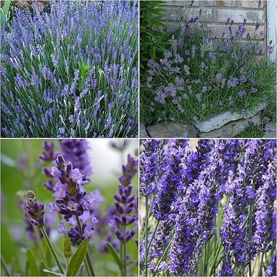 lavender flower flower seeds