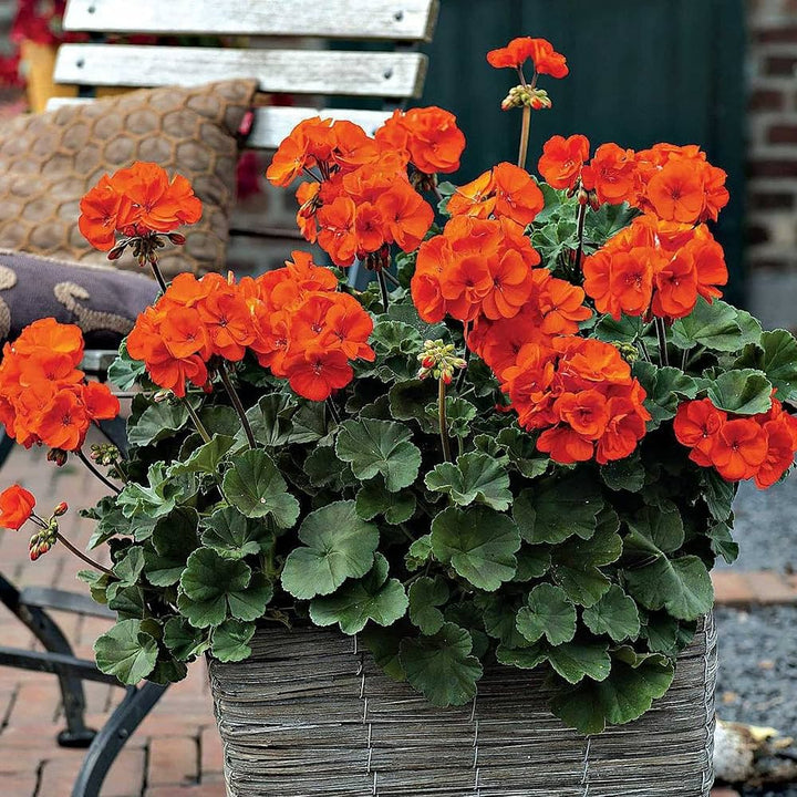 Orange Geranium Flower Seeds – Heirloom, Non-GMO, High Germination Seeds