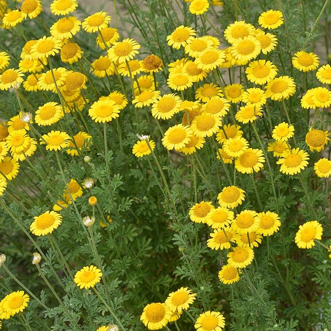yellow daisy flower seeds