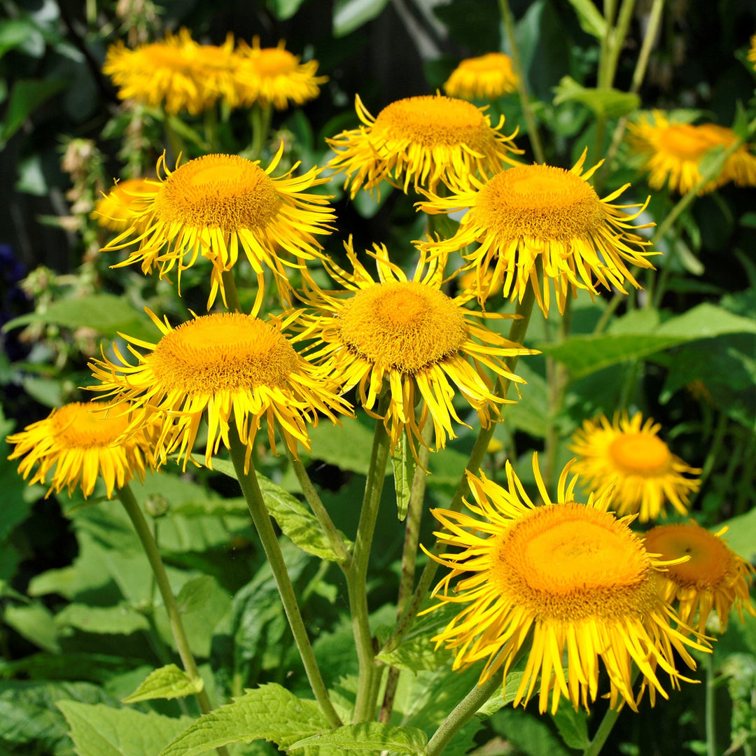 Elecampane For herb seeds