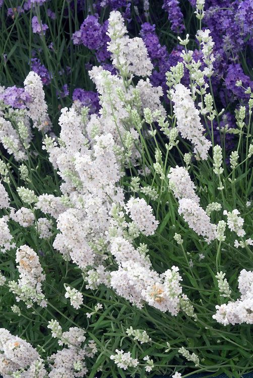 Semillas de Lavanda Blanca – Herencia, No-OMG, Semillas de Alta Germinación