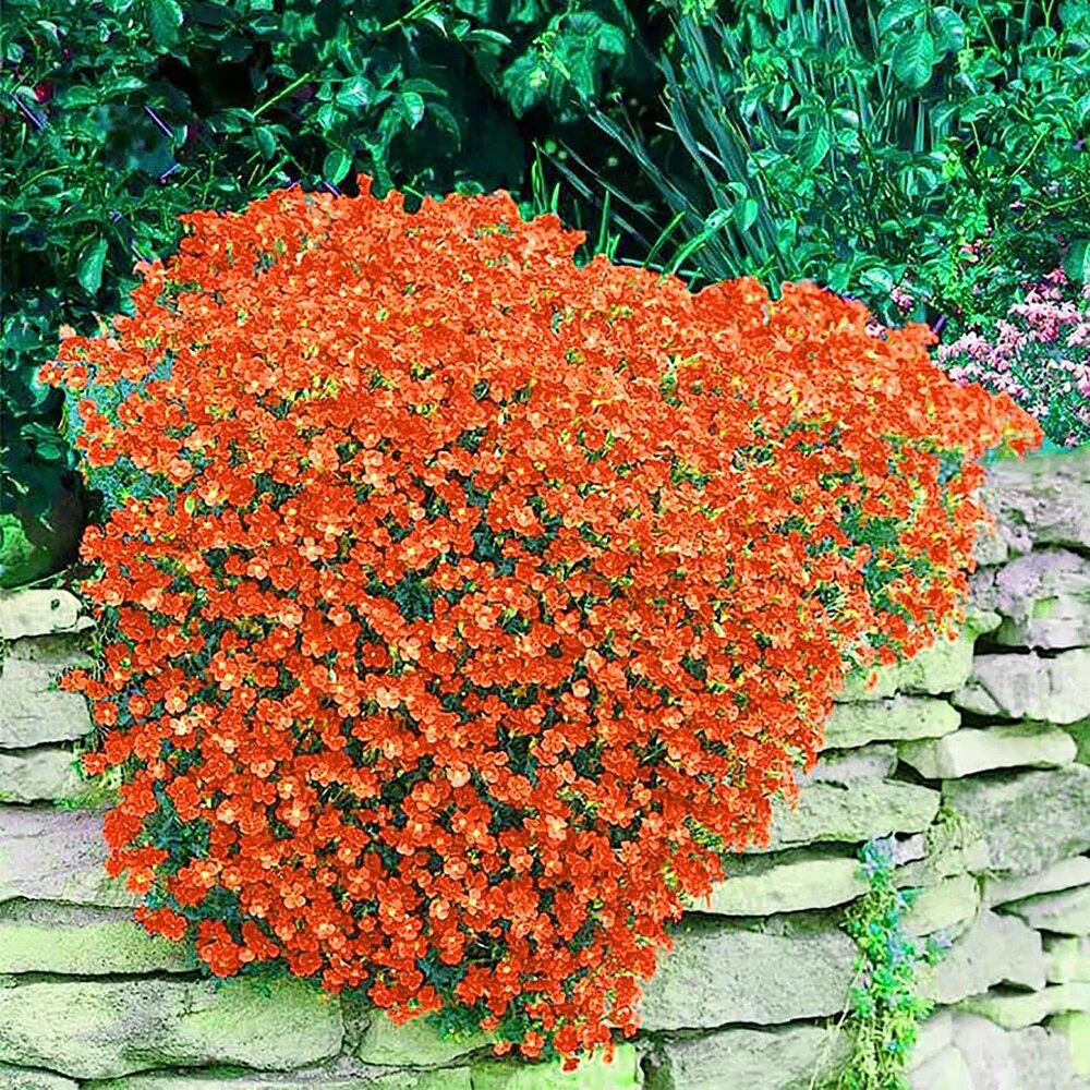 Orange Creeping Thyme Flower Seeds – Heirloom Non-GMO High Germination