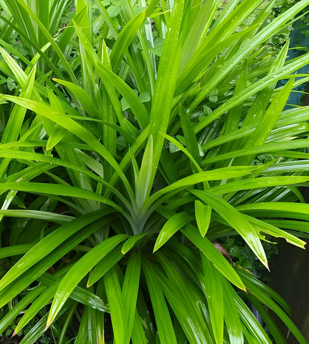Pandan Seeds for Planting, Tropical Gardens - Heirloom &amp; Non-GMO Seeds