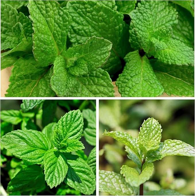 Spearmint Organic herb seeds