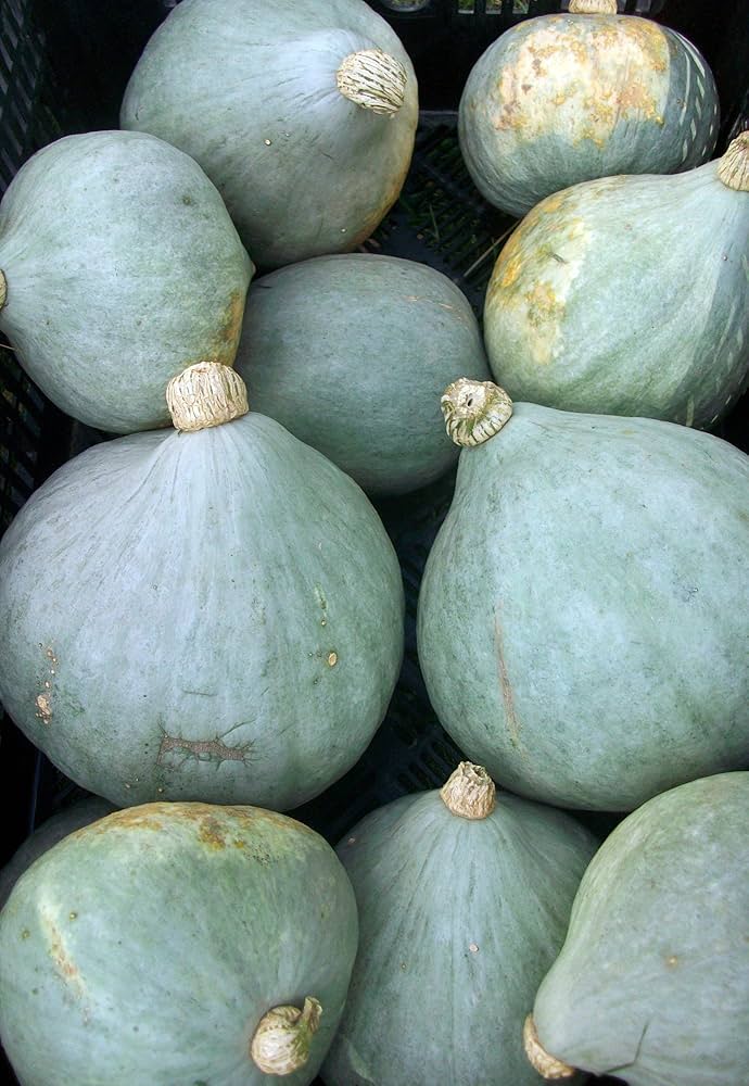 blue hubbard flower seeds