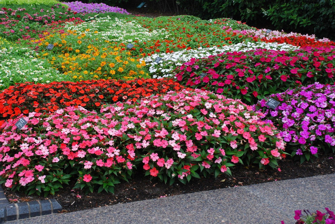 Red Impatiens herb seeds