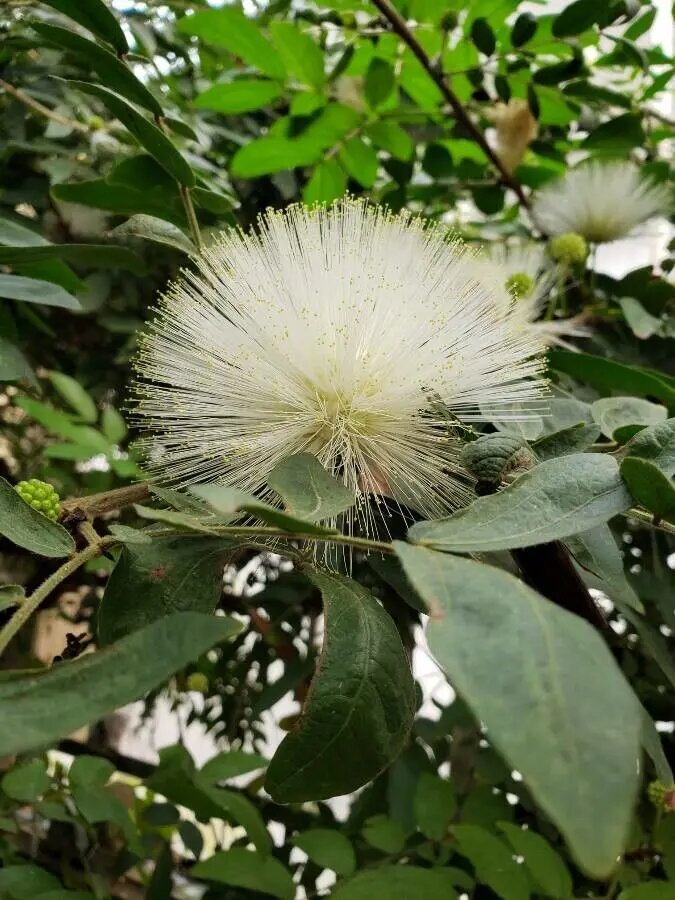White Calliandra Flower Seeds – Heirloom, Non-GMO, High Germination Organic Garden Seeds