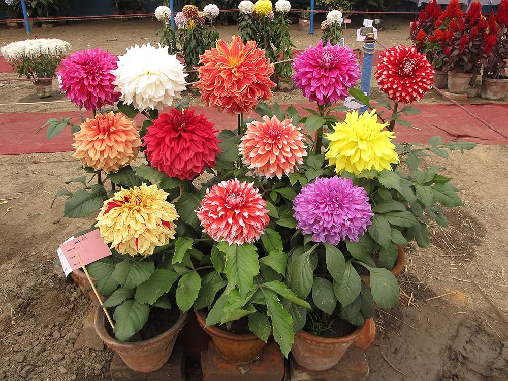 Dahlia Decorative herb seeds