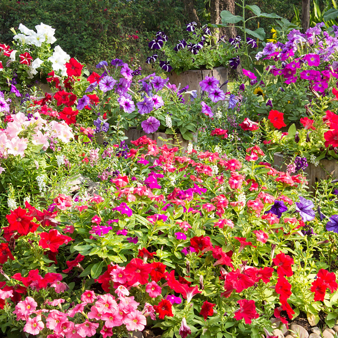 Mixed Color Hanging Petunia Seeds for Planting