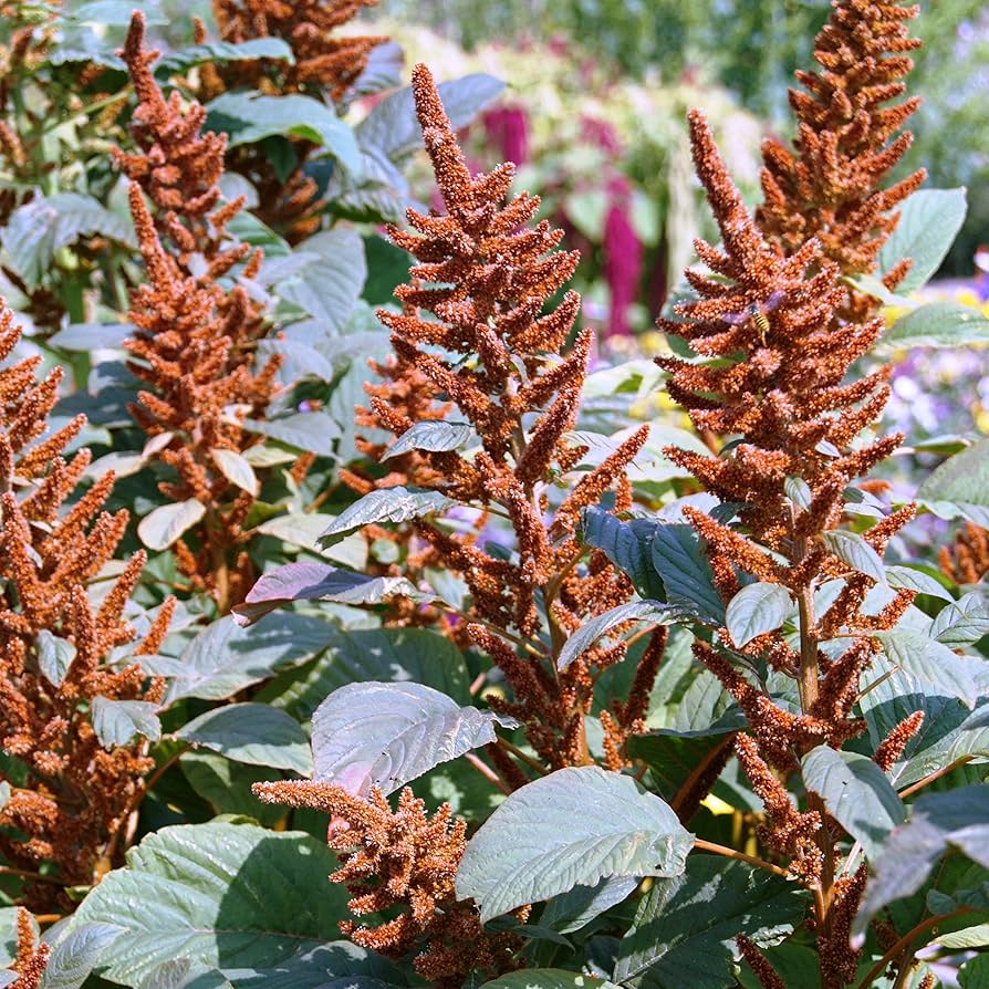 amaranthus amaranthus flower seeds