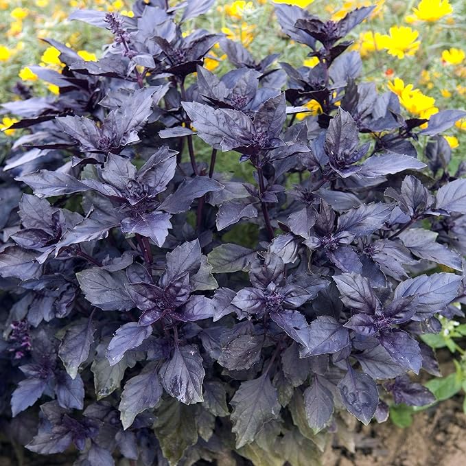 Dark Opal herb seeds