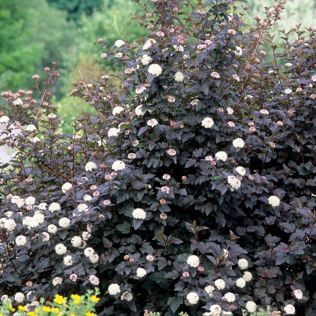 ninebark shrub flower seeds