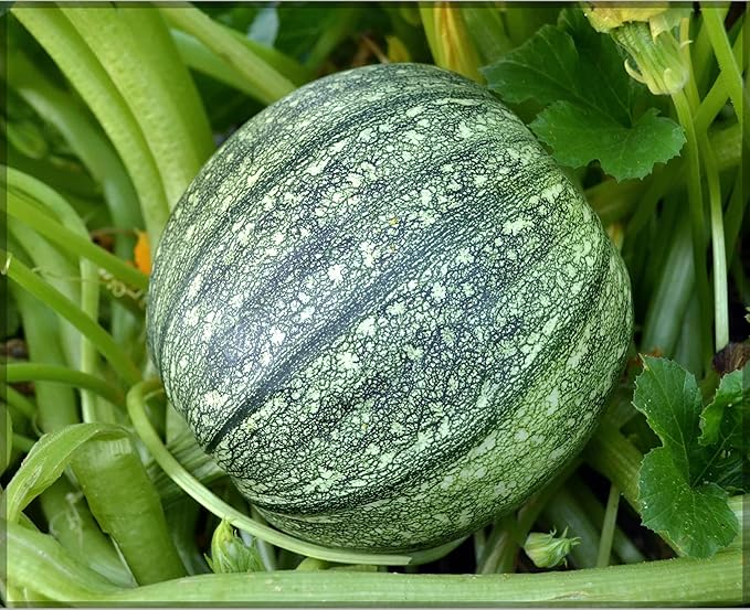 Round Zucchini Seeds for Planting – Heirloom, Non-GMO, High Germination Organic Vegetable Garden Seeds