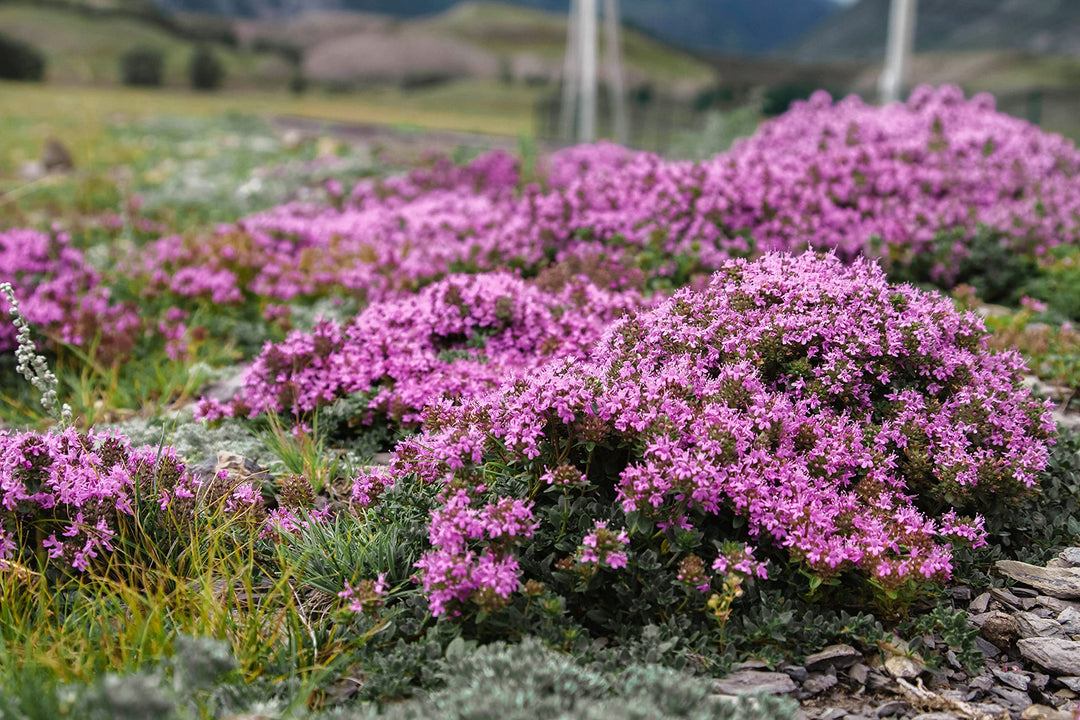 Creeping Thyme herb seeds