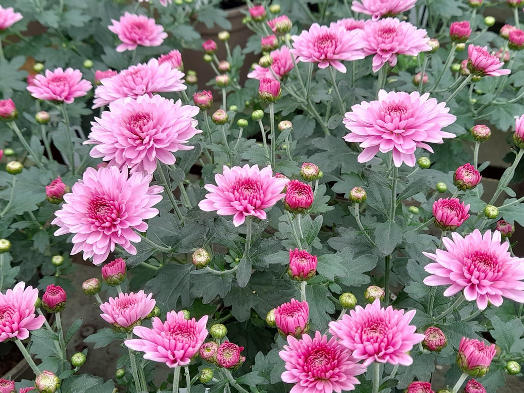 Pink Perennial Chrysanthemum Flower Seeds – Heirloom, Non-GMO, High Germination Organic Garden Seeds for Planting Seeds for Planting
