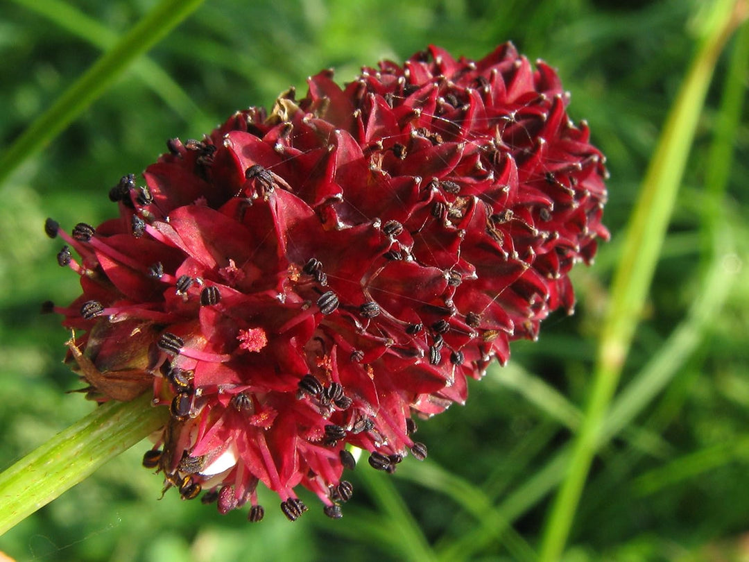 Sanguisorba Flower Seeds – Heirloom Non-GMO High Germination Organic Garden Seeds
