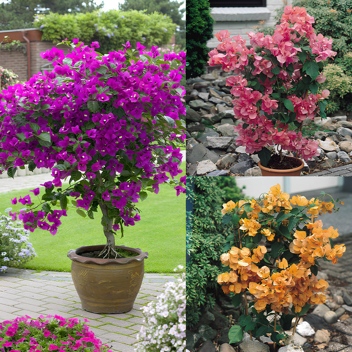 Mixed Bougainvillea Flower Seeds – Heirloom, Non-GMO, High Germination Seeds