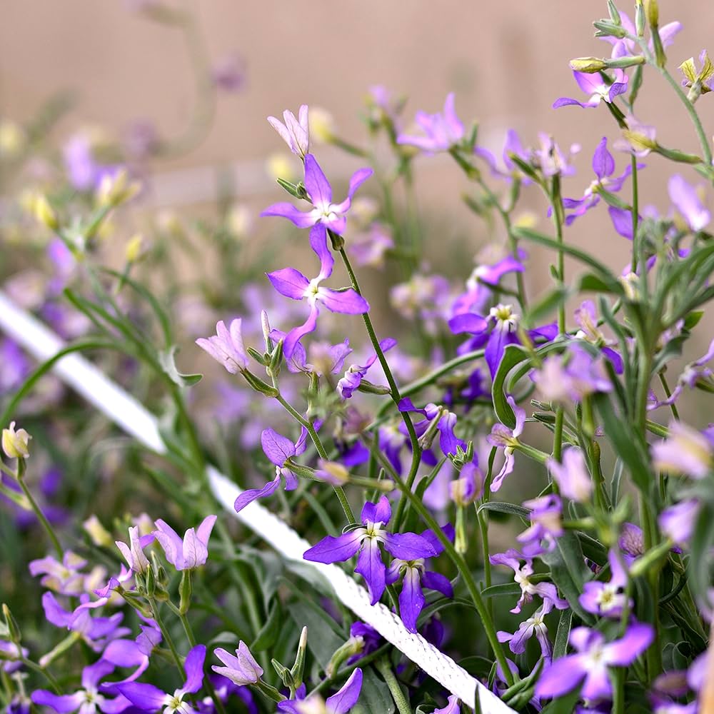 evening scent flower seeds