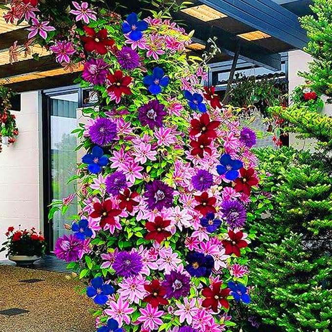 clematis clematis flower seeds