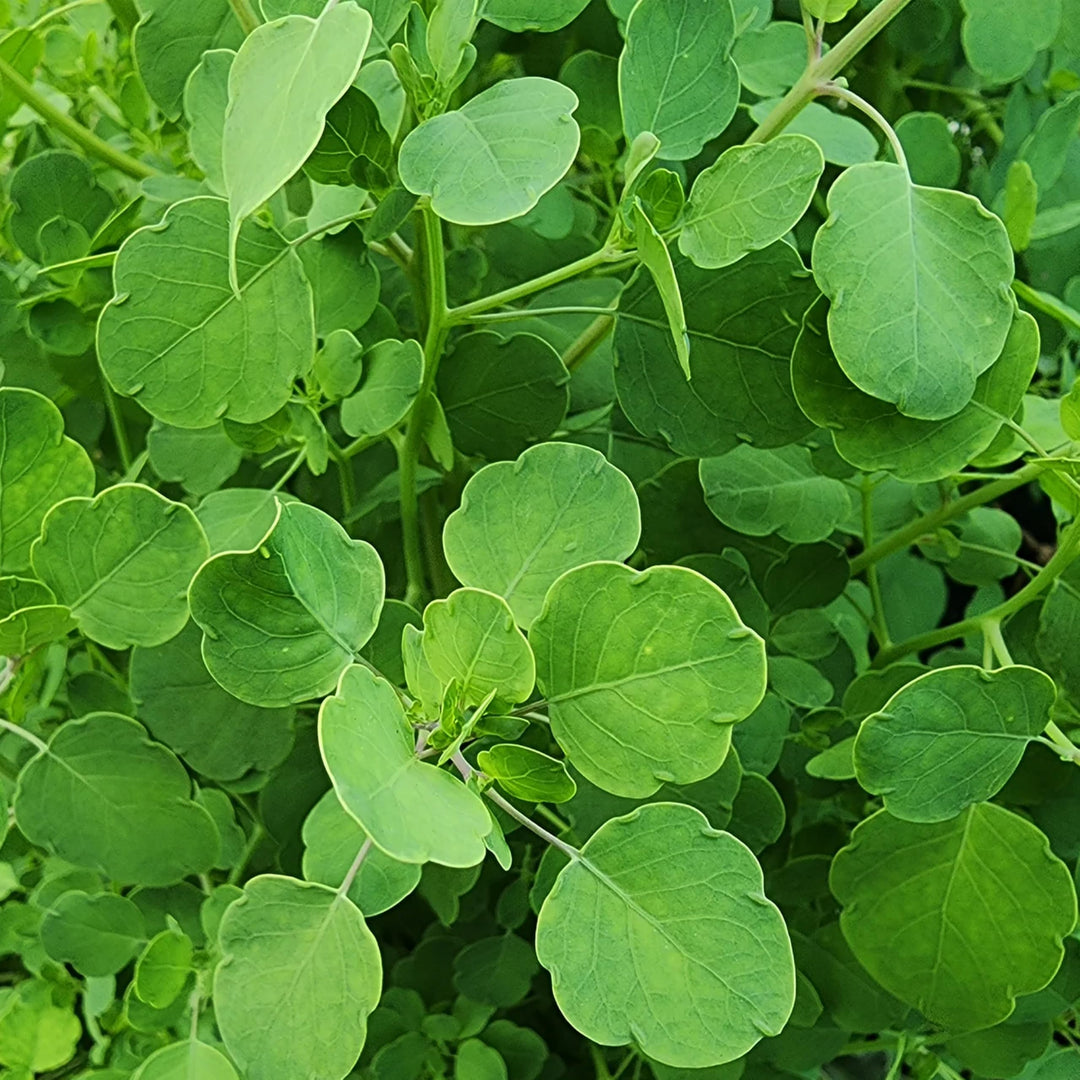 Papalo Plant herb seeds