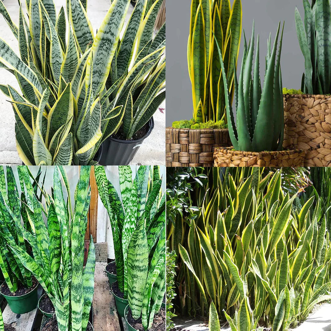 Organic Sansevieria herb seeds