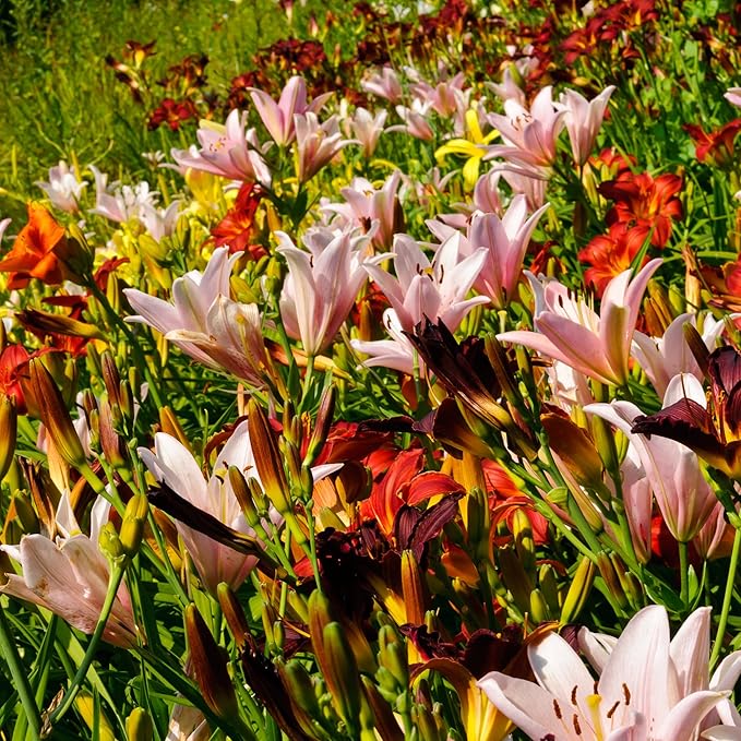 daylily hemerocallis flower seeds