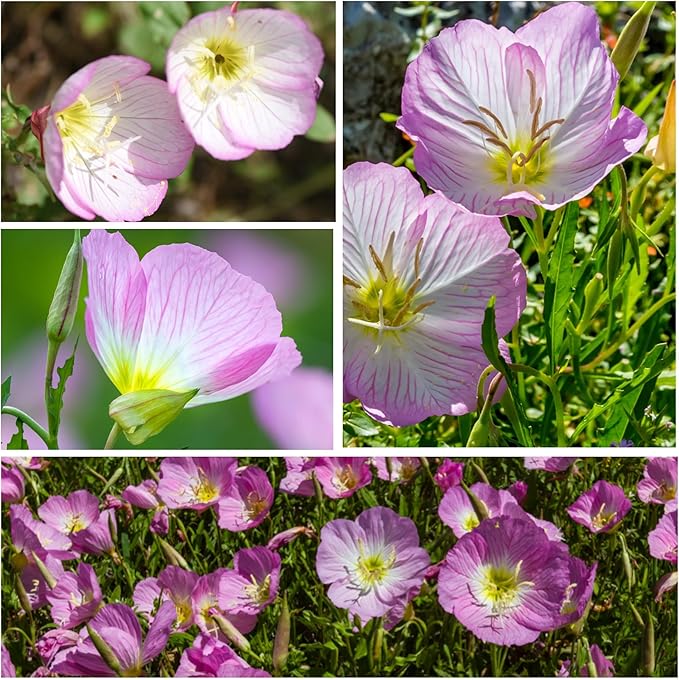 showy evening flower seeds