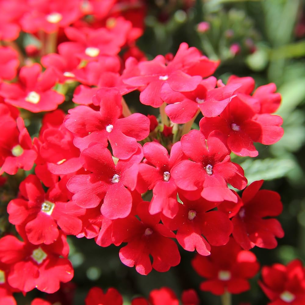 verbena hybrida flower seeds