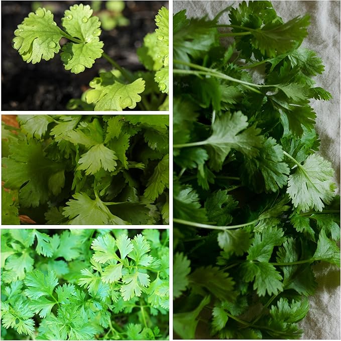 Herb Coriander herb seeds