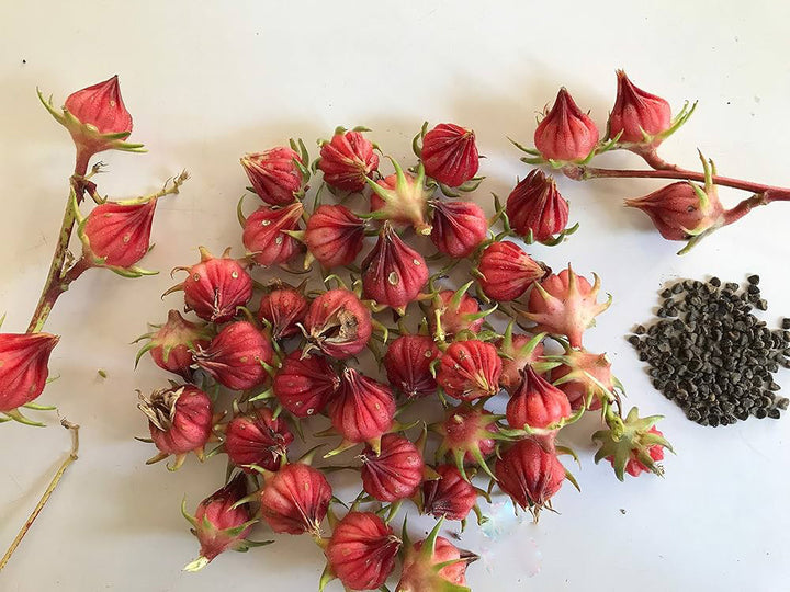 Hibiscus Rosella Flower Seeds – Heirloom, Non-GMO, High Germination Seeds