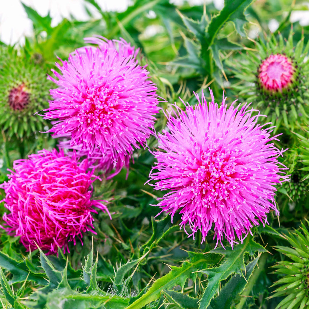 Sow Thistle herb seeds