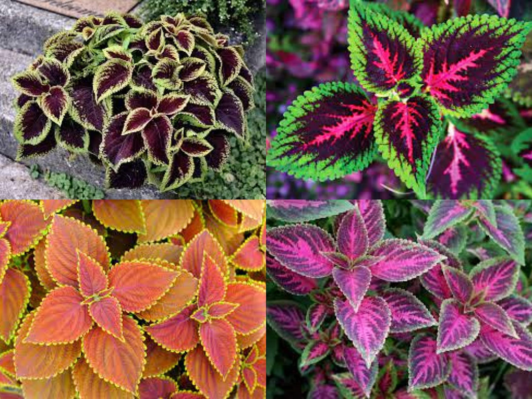 Coleus Jazz Velvet Flower Seeds for Planting – Heirloom Non-GMO High Germination