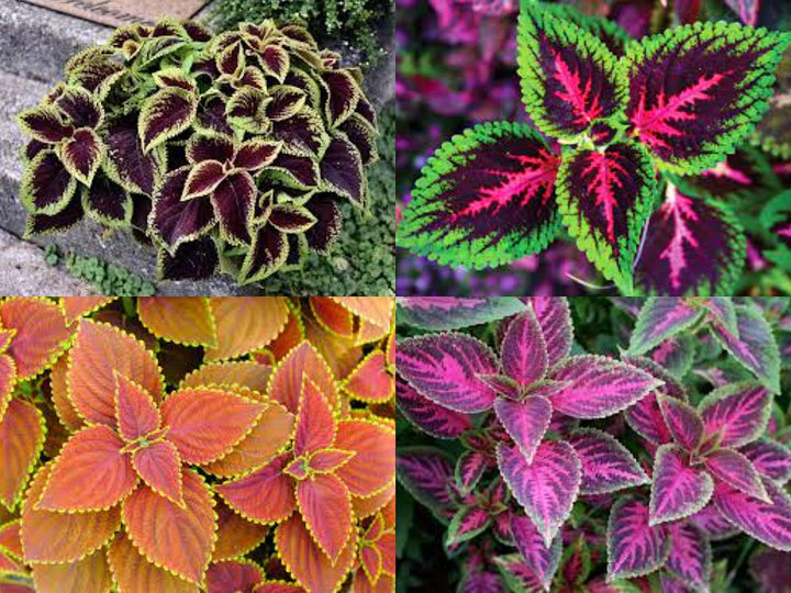 Coleus Jazz Velvet Flower Seeds for Planting – Heirloom Non-GMO High Germination