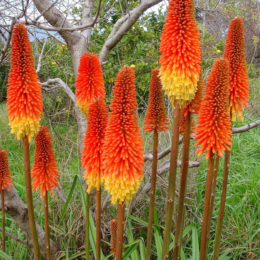 Torch Lily herb seeds
