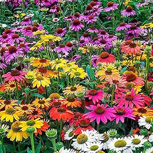firebird coneflower flower seeds