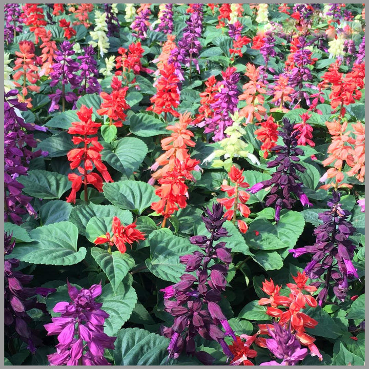 Mixed Salvia Flower Seeds – Heirloom, Non-GMO, High Germination Organic Garden Seeds