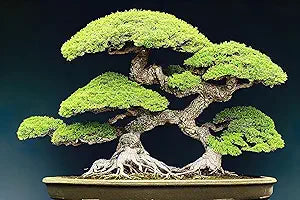 five pine flower seeds