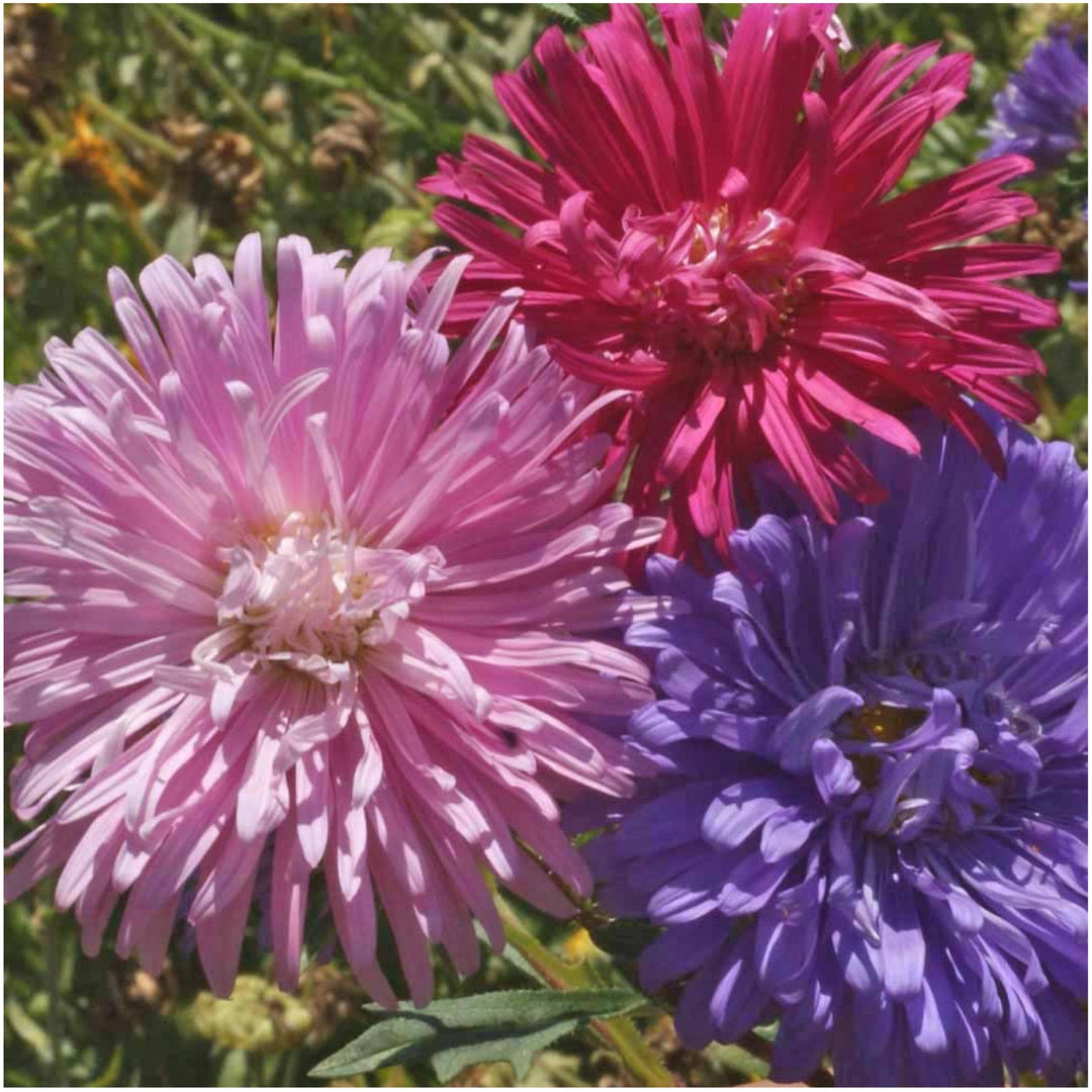 ostrich plume flower seeds