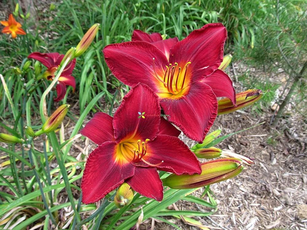 daylily keep flower seeds